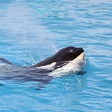 Marineland - Orgues - 012